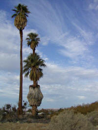 A couple of the rare fan palms