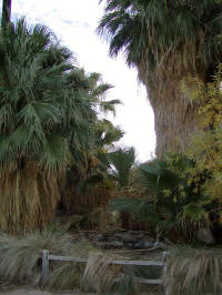 Cactus to oasis in one national park.