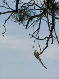 Some bird, I don't know what they are unless it's a cardinal or something obvious.