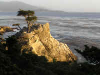 Lone Cypress Tree (tm)