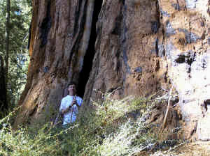 Debbie stakes out yet another notch entrance into one of the obscenely obese trees.