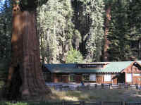 The Giant Forest Museum, a classic structure set among the giants.  They wouldn't allow buildings to be built this close to the groves now, but this site was grandfathered and is a highlight of the park.