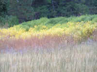 Dazzling multicolored meadow