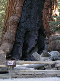 The Grizzly Giant is the biggest Sequoia in Yosemite