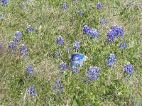 Springtime bluebonnets in Texas.