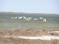 A wide variety of birds could be seen, such as this squadron of egrets (?)